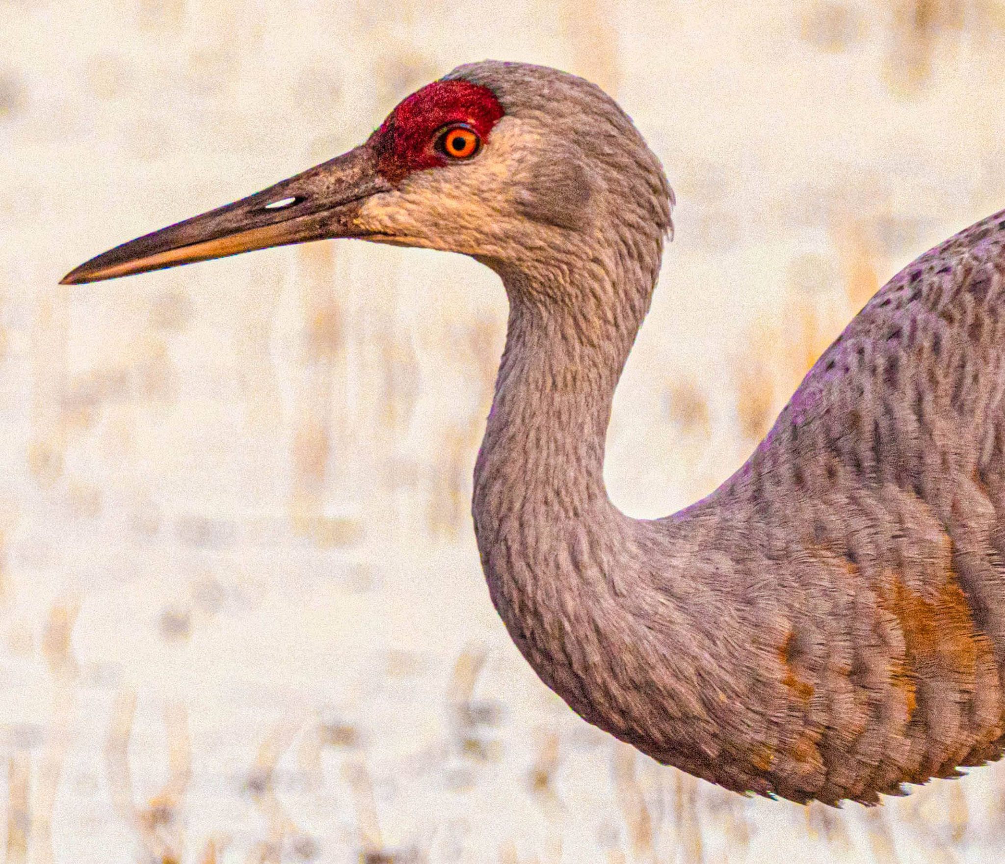 Sandhill Crane close up